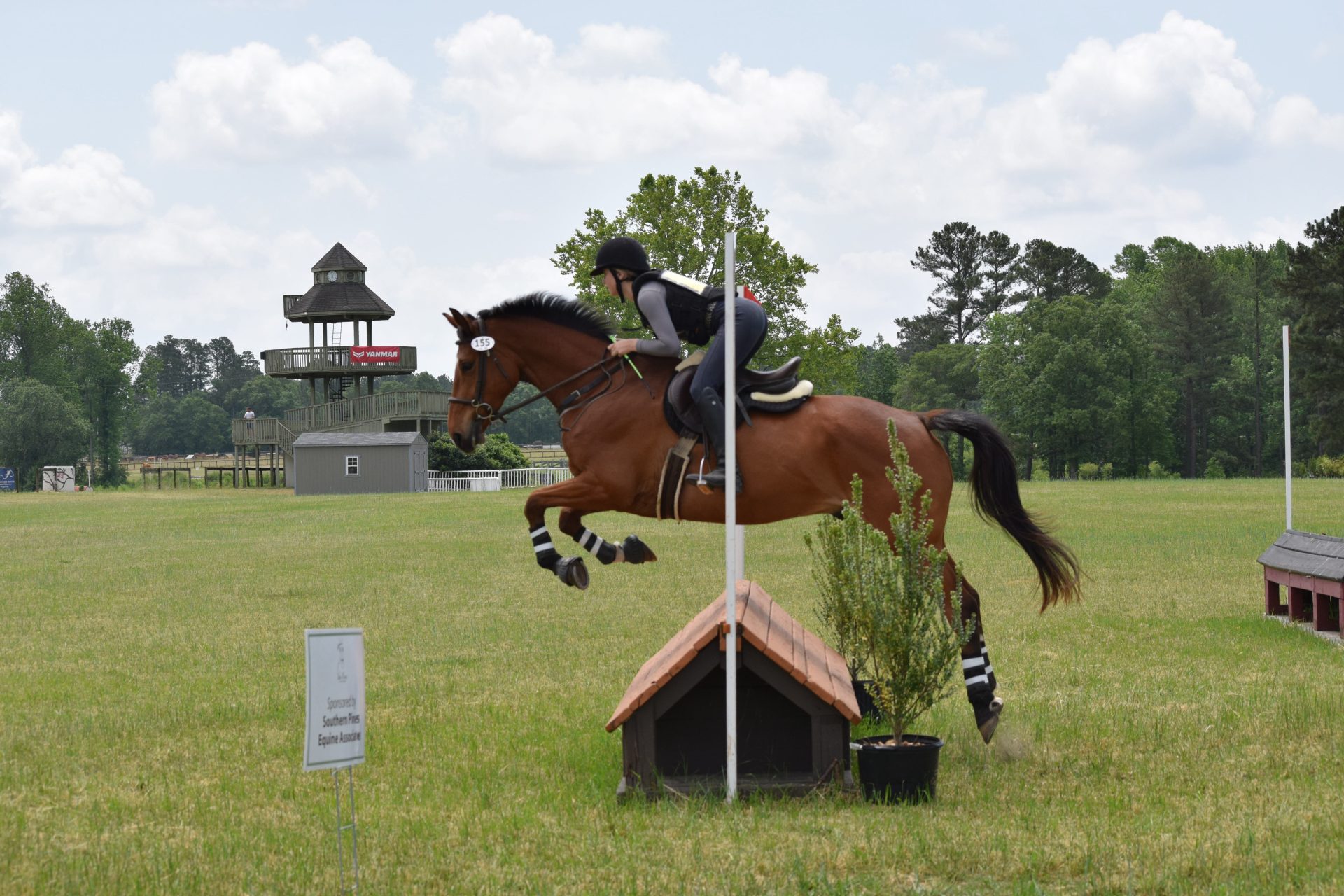 Irish Sport Horses for Sale Irish Equine Imports