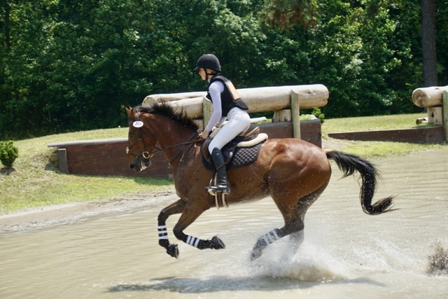 Irish Sport Horses for Sale – Irish Equine Imports